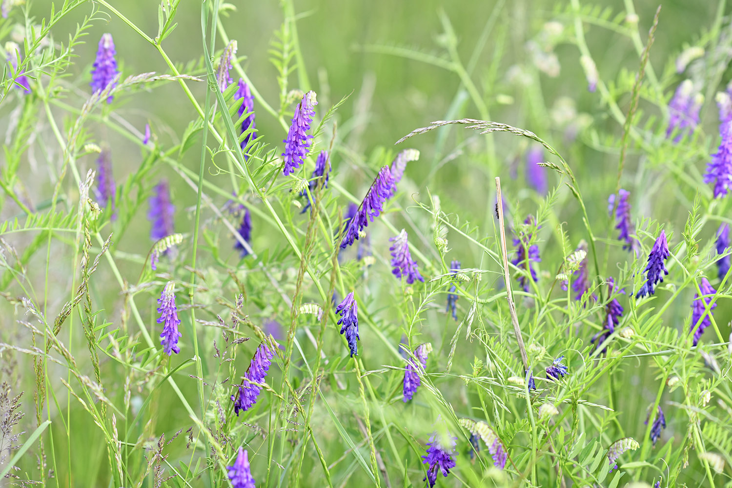 Wildflowers_Purple_Meadow_Field_Virginia.jpg