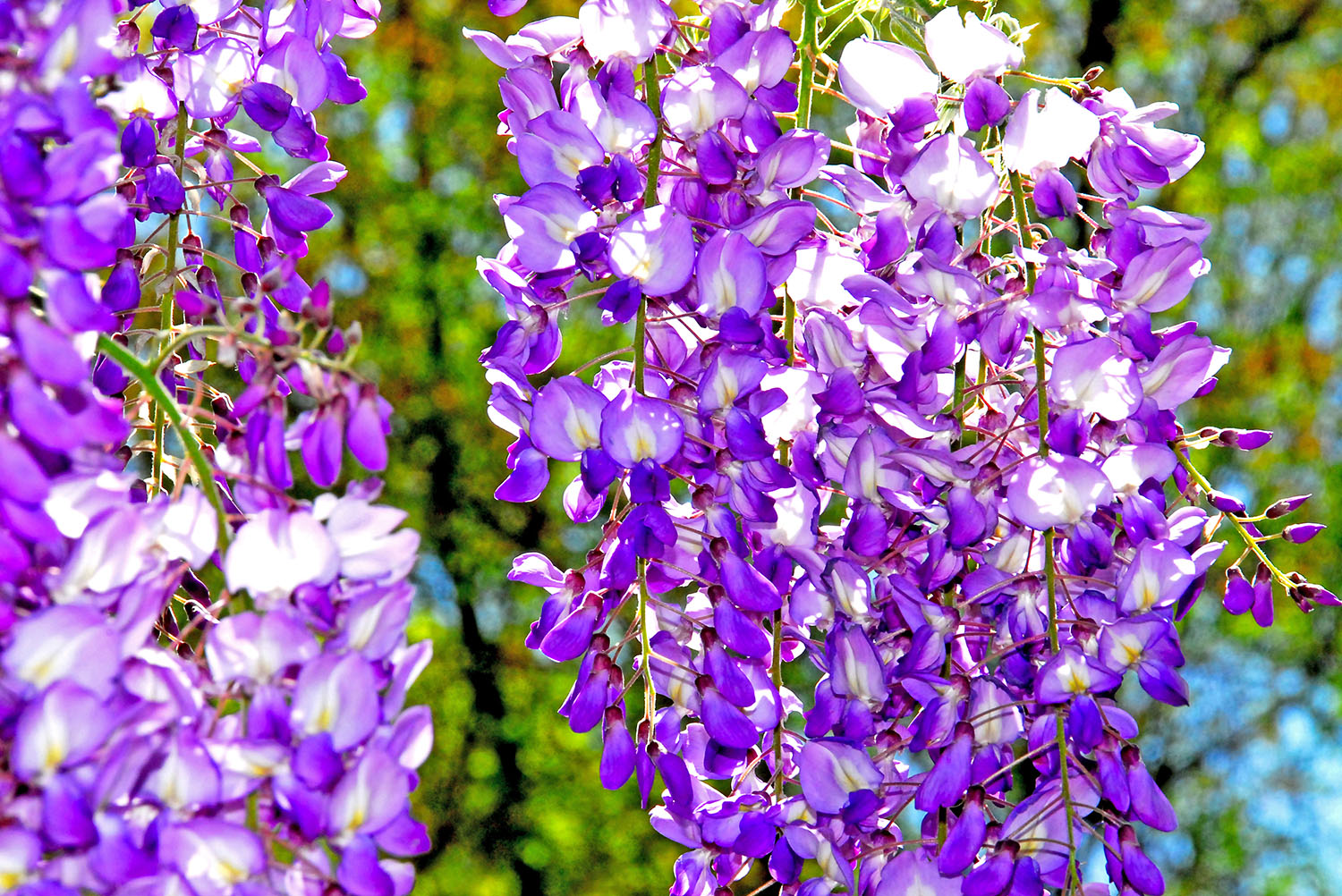 Wysteria_Purple_Backlit_Garden_Springtime_Color_Saturation.jpg