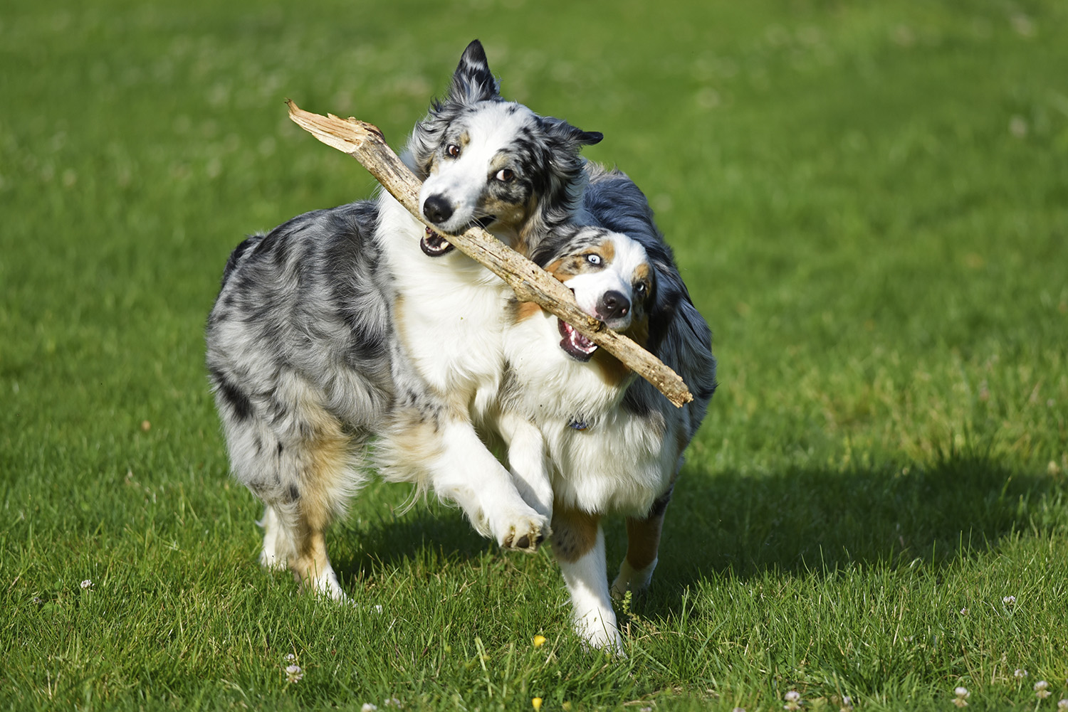 Australian_Shepherds_Running_Stick_Fun_Teamwork_Dogs_Play.jpg