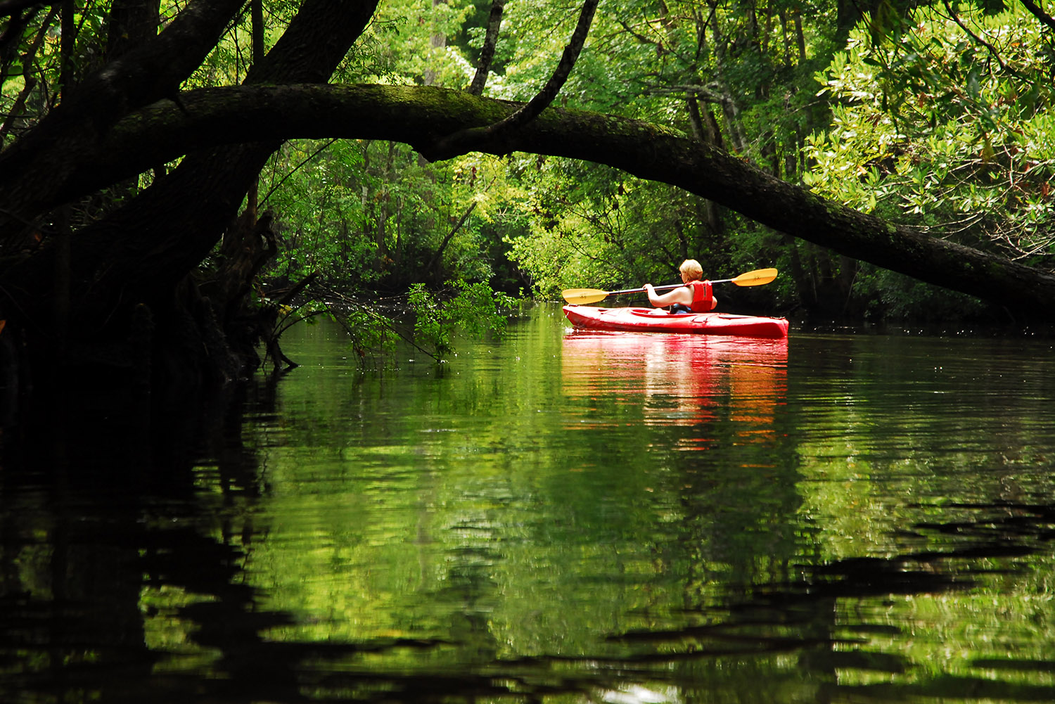 Kayaker_Edisto_River_Tannin_Summer_Paddling_Reflection_Charleston_South_Carolina.jpg
