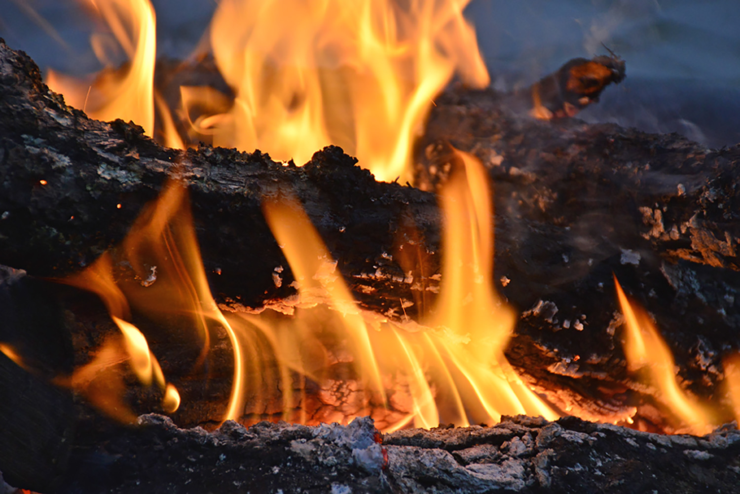 Fire_Campfire_Firepit_Logs_Burning_Flame_Hot_Closeup.jpg