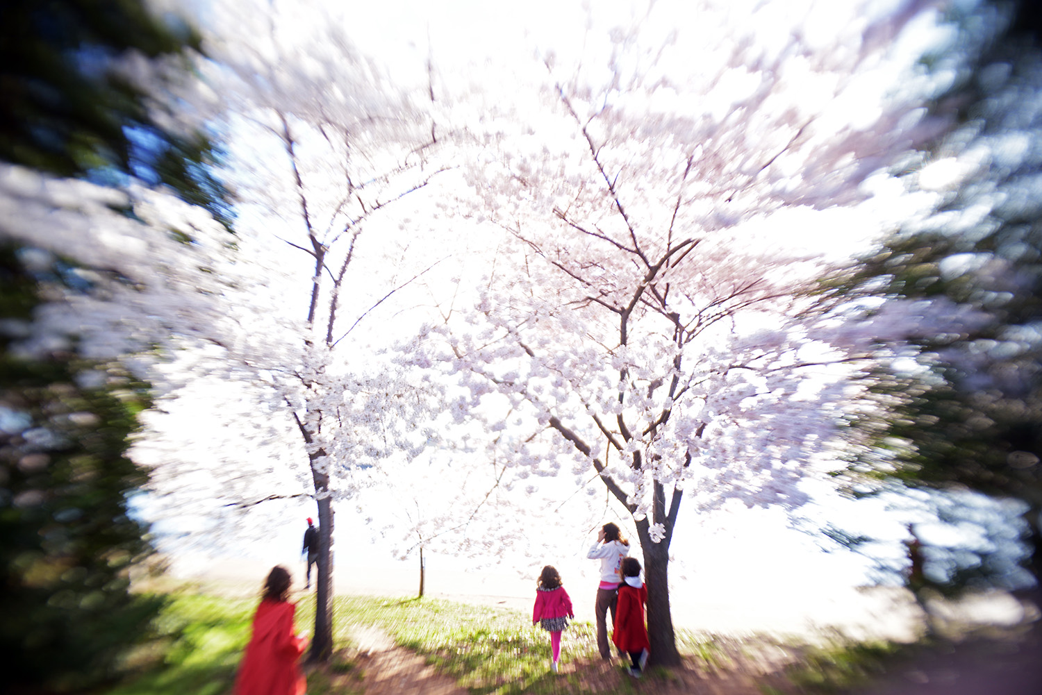 Cherry_Blossoms_Tourists_Springtime_Blur_In-Camera-Effect_Tourism_Washington_DC.jpg