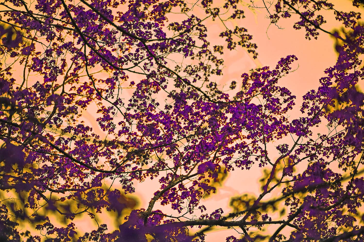 Leaves_Branches_Tree_Colorshift_Hueshift_Twilight_Magenta.jpg