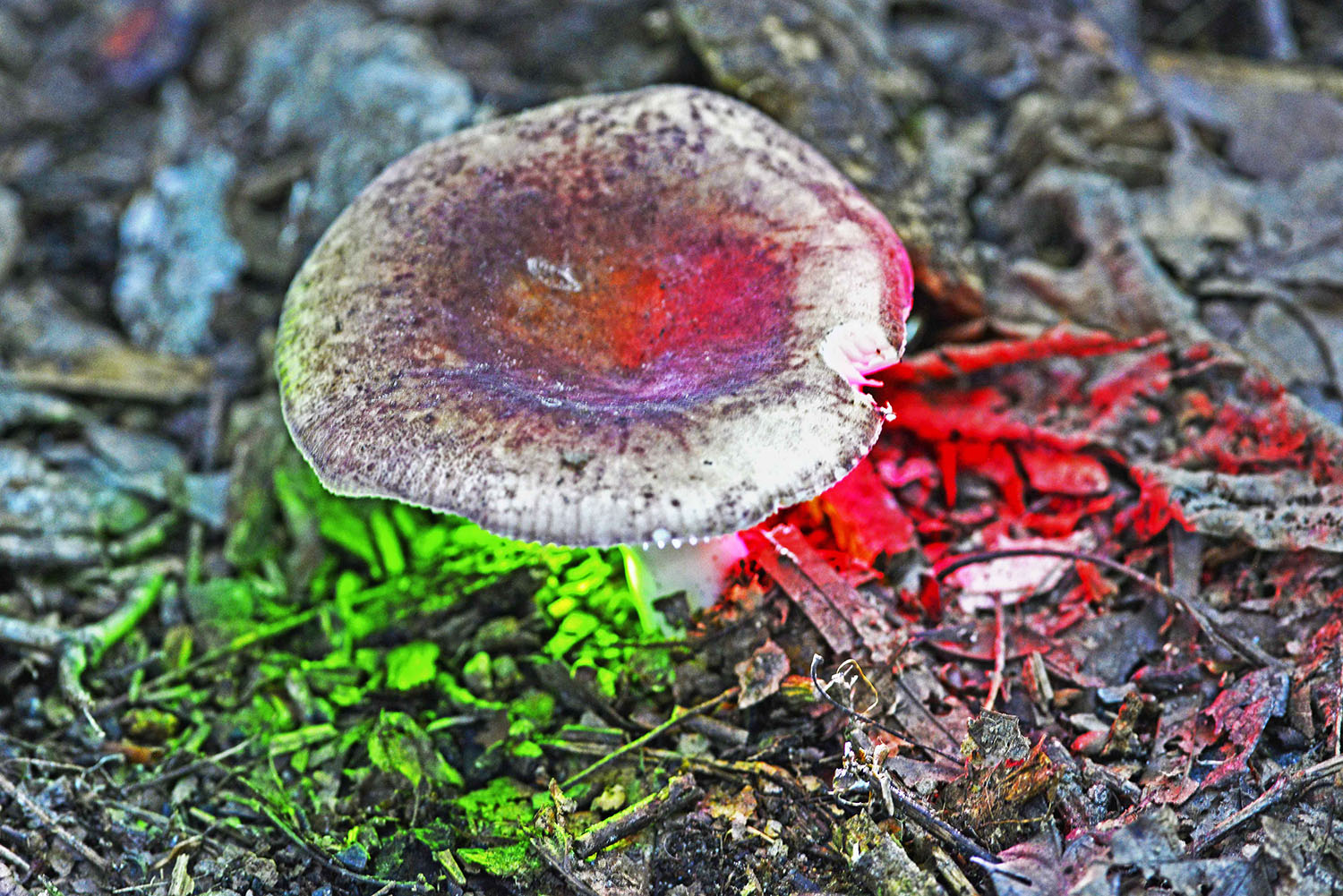 Mushroom_Fungus_Forest_Green_Red_Light_In-Camera-Effect.jpg