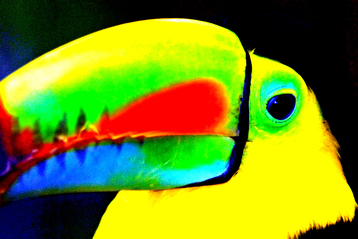Toucan_Beak_High-Contrast_Color_Saturation.jpg