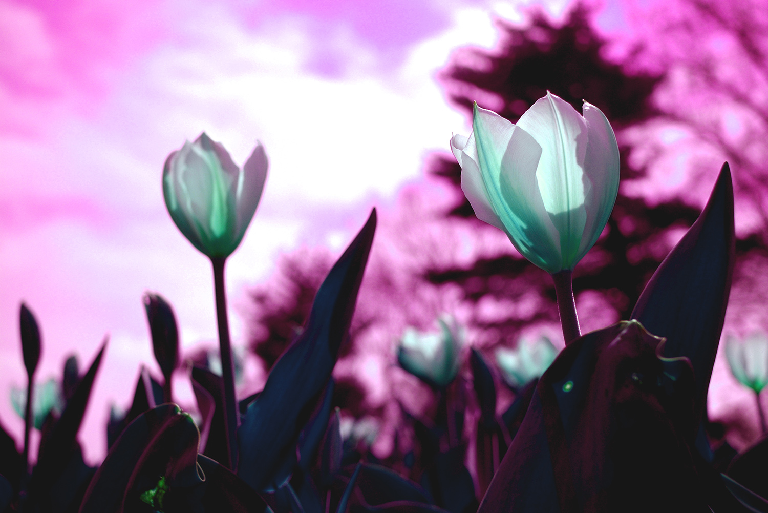 Tulips_Aqua_Magenta_Sky_Colorshift.jpg
