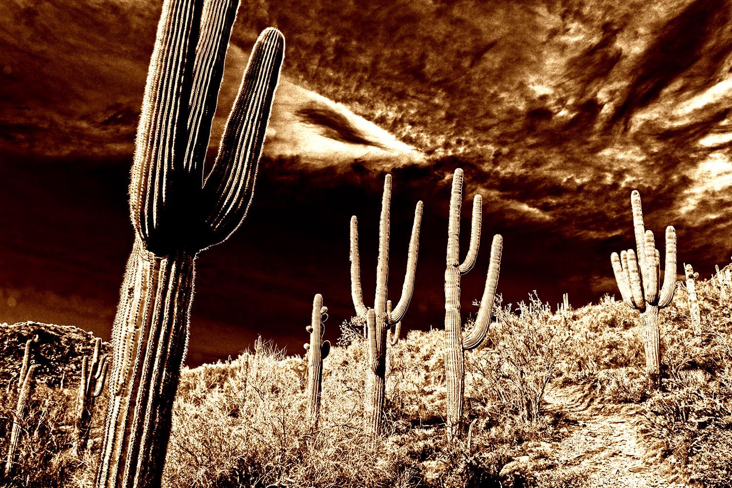 Saguaro_Cactus_Desert_Mcdowell_Sonoran_Preserve_Monochrome_Sepia_Scottsdale_Arizona.jpg