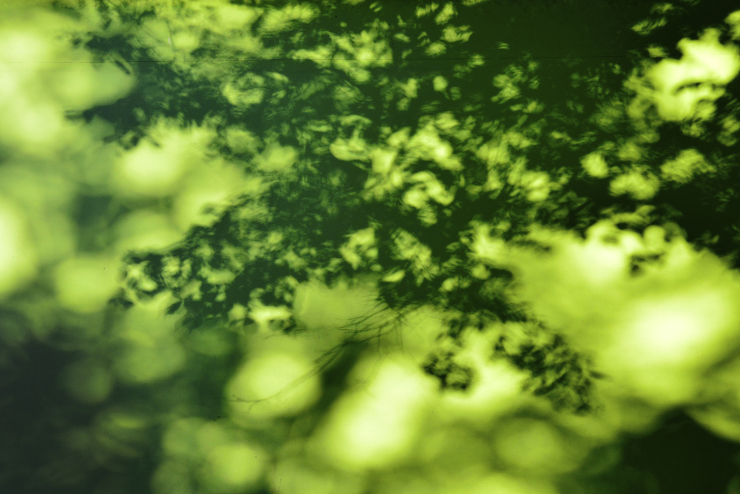 Leaves_Shadow_Green_Wall_Abstract.jpg