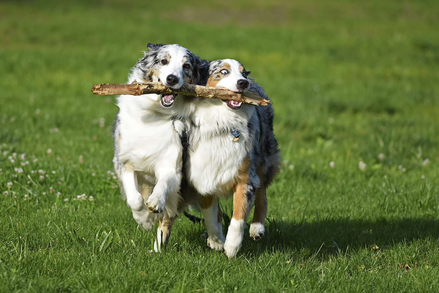 Australian_Shepherds_Play_Outdoor_Meadow_Running_Together_Tandem_Carrying_Stick.jpg