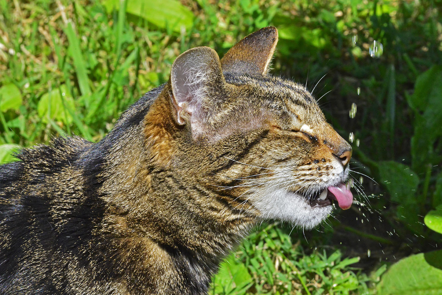 Bengal_Cat_Pet_Kitty_Closeup_Outdoor_Drinking_Water_Squint.jpg