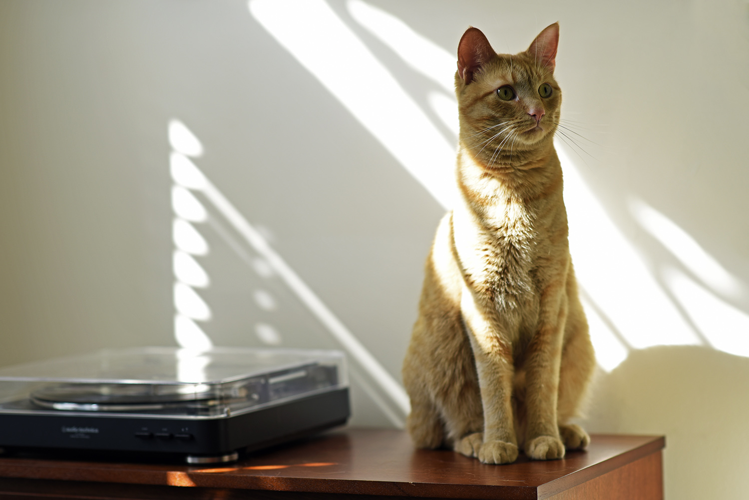 Cat_Pet_Orange_Kitty_Sunlight_Turntable.jpg