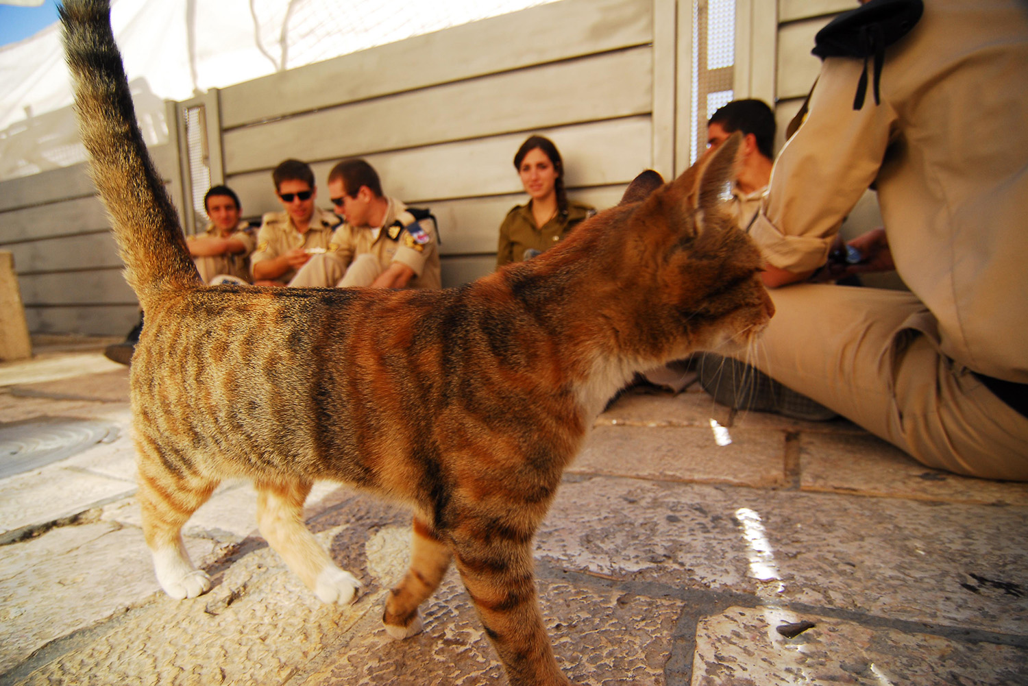 Cat_Striped_Shadow_Light_Jerusalem_Israel.jpg