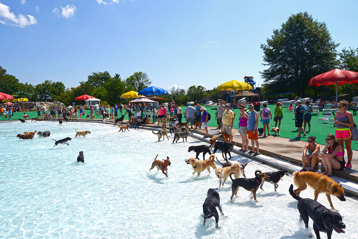 Dogs_Swimming_Pool_Wavepool_Playful_Summertime.jpg