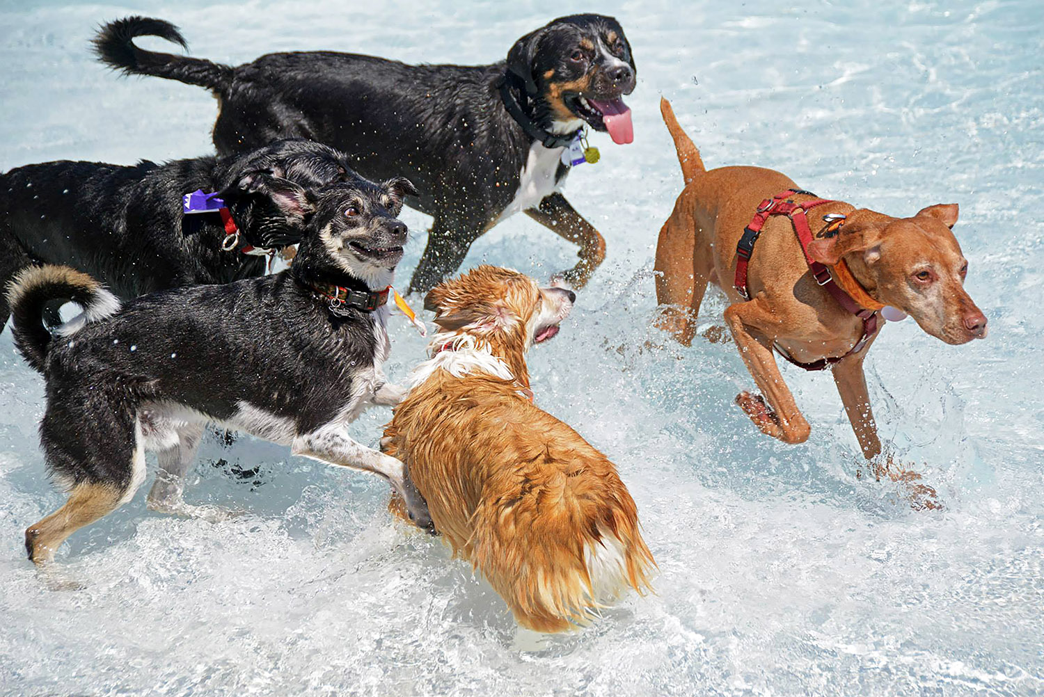 Pembroke_Welsh_Corgi_Dog_Swimming_Pool_Wavepool_Playful_Silly_Smiling.jpg