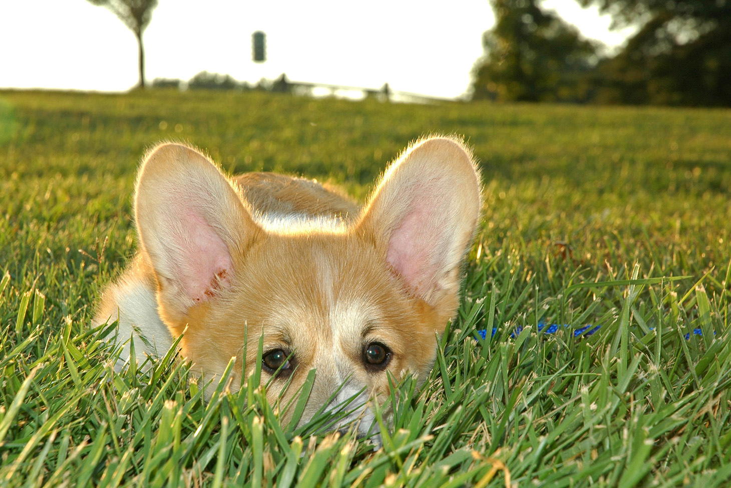 Pembroke_Welsh_Corgi_Puppy_Dog_Ears_Hiding_Grass_Playful.jpg