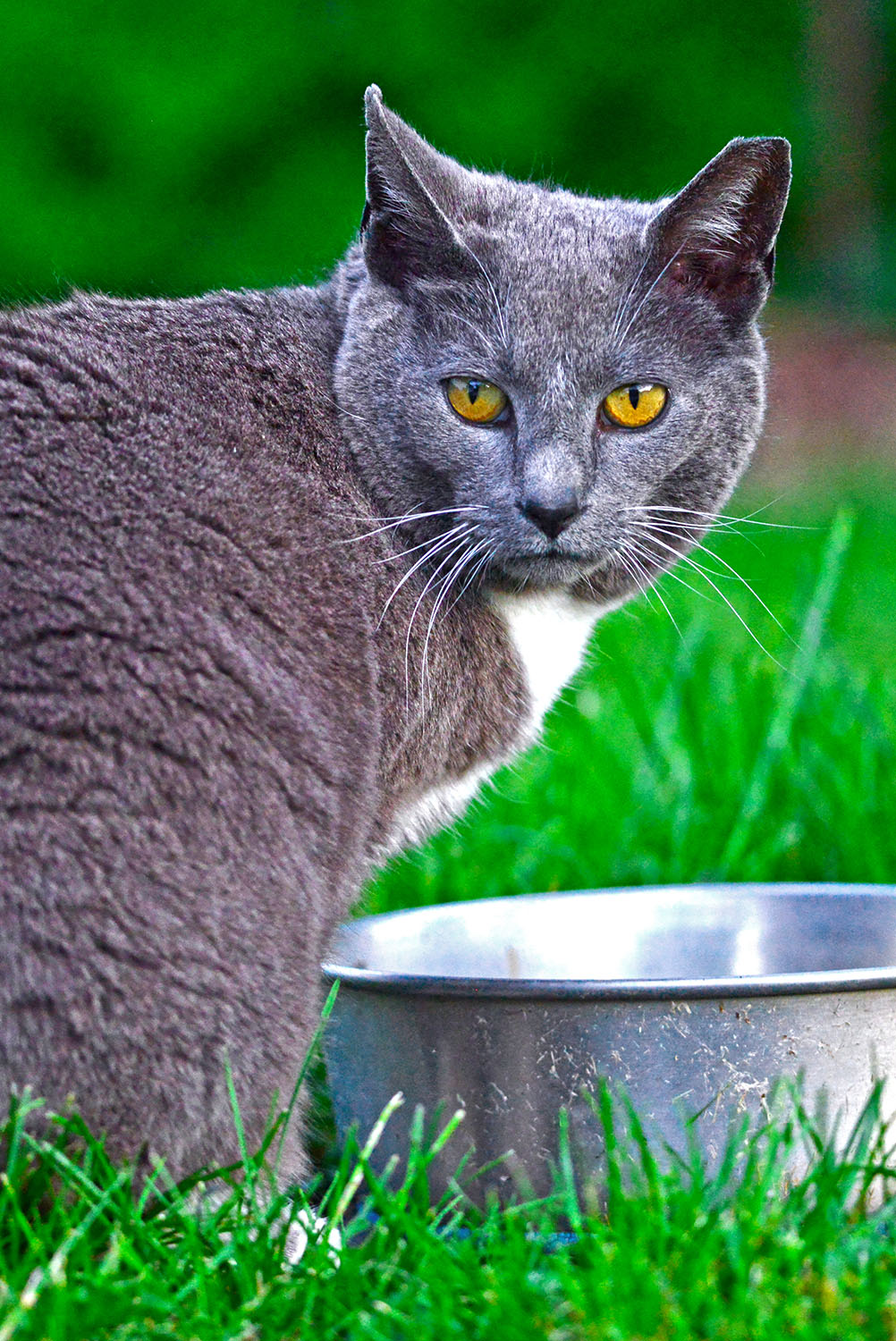 Tomcat_Cat_Pet_Kitty_Closeup_Outdoor_Waterbowl_Gaze_Glare.jpg