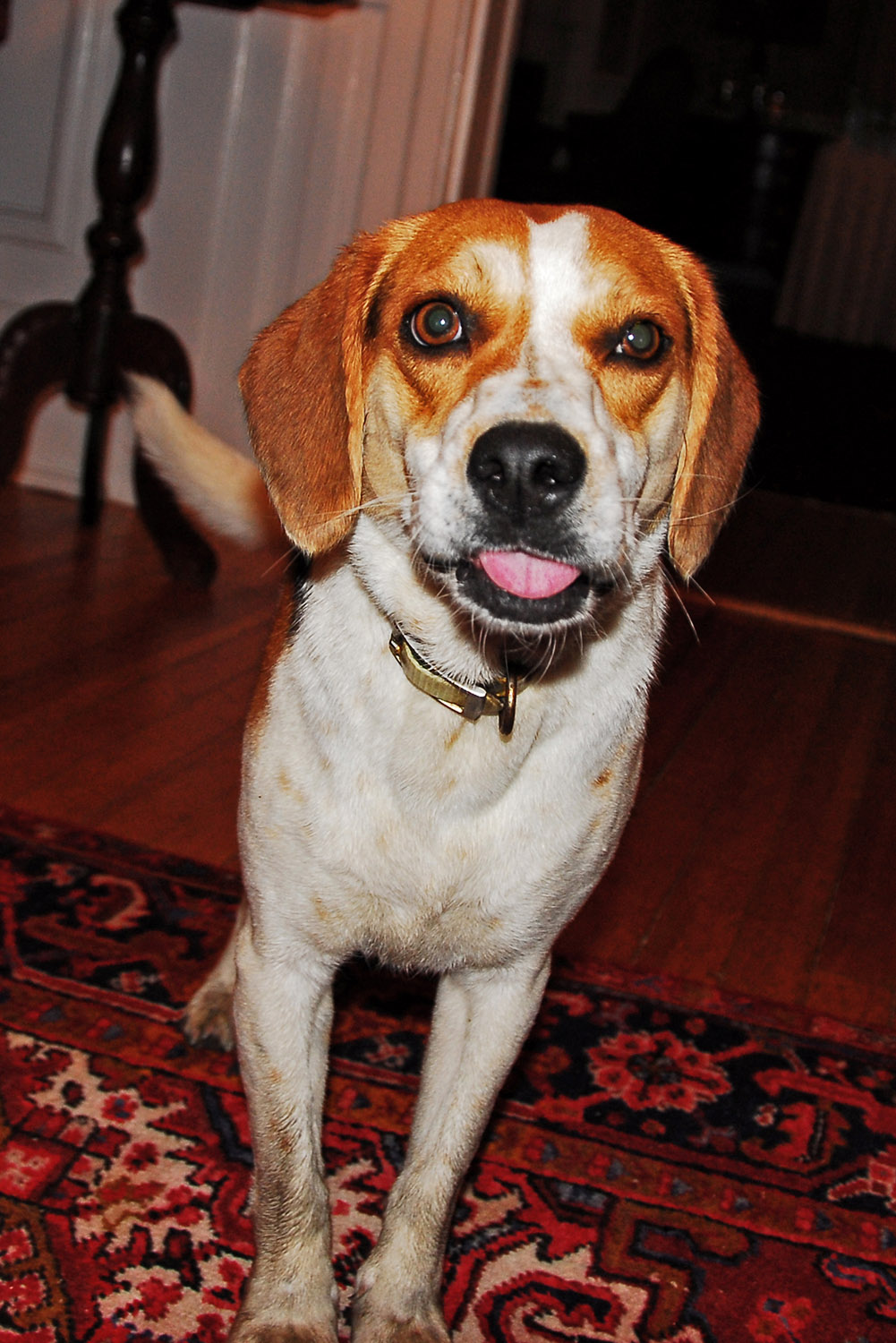 Dog_Beagle_Pet_Tongue_Silly_Indoors_Staring.jpg