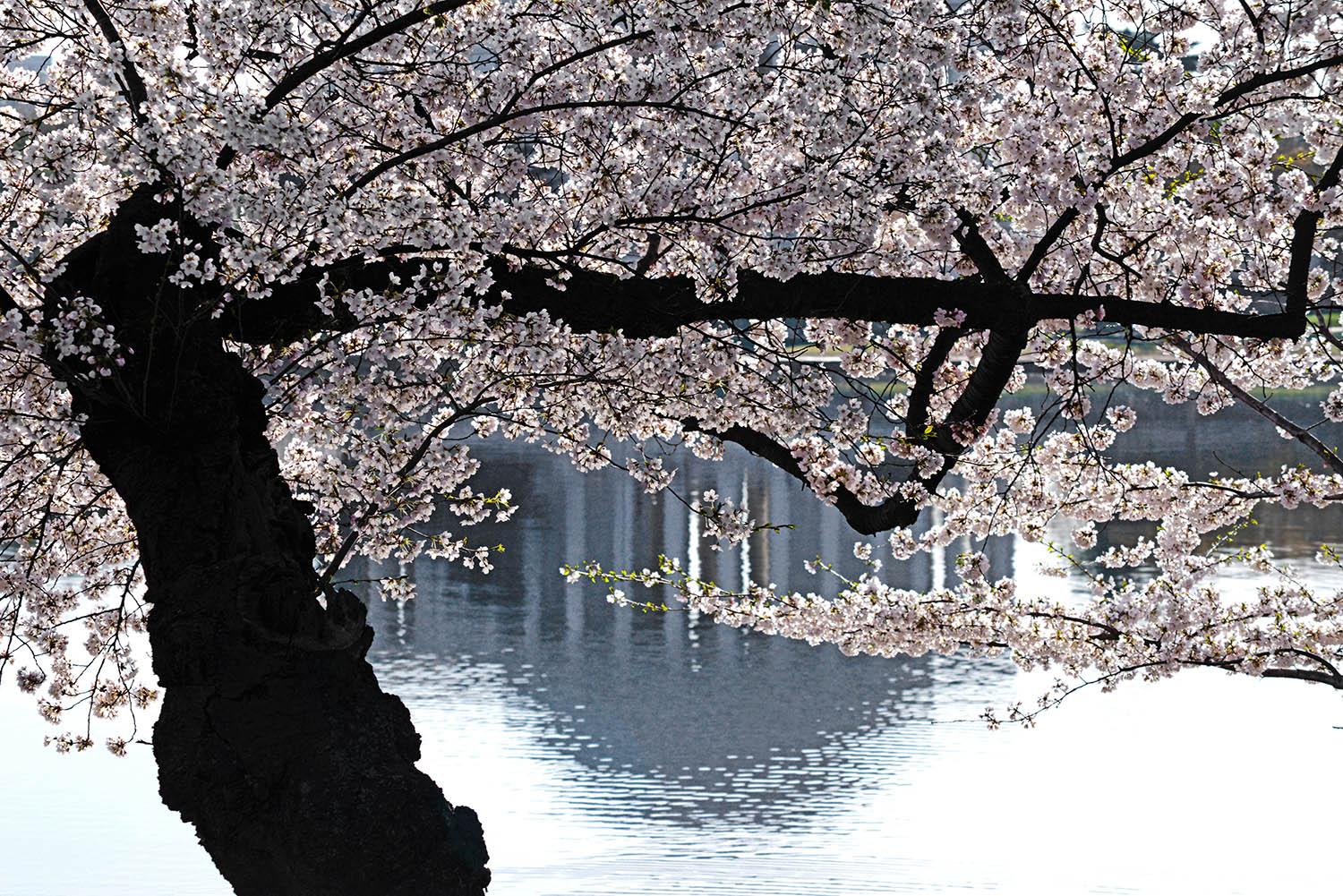 Cherry_Blossoms_Tidal_Basin_Thomas_Jefferson_Memorial_Reflection_Springtime_Tourism_Washington_DC.jpg