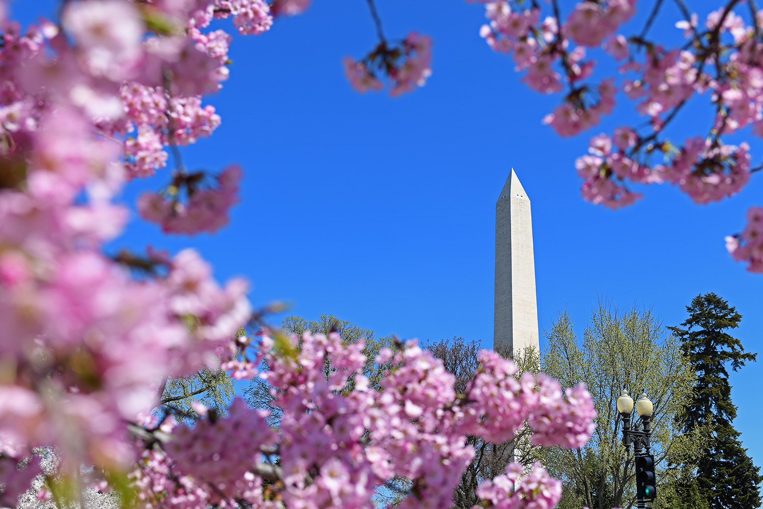 Washington_Monument_Pink_Cherry_Blossoms_Springtime_Travel_Tourism_Landmark_DC.jpg