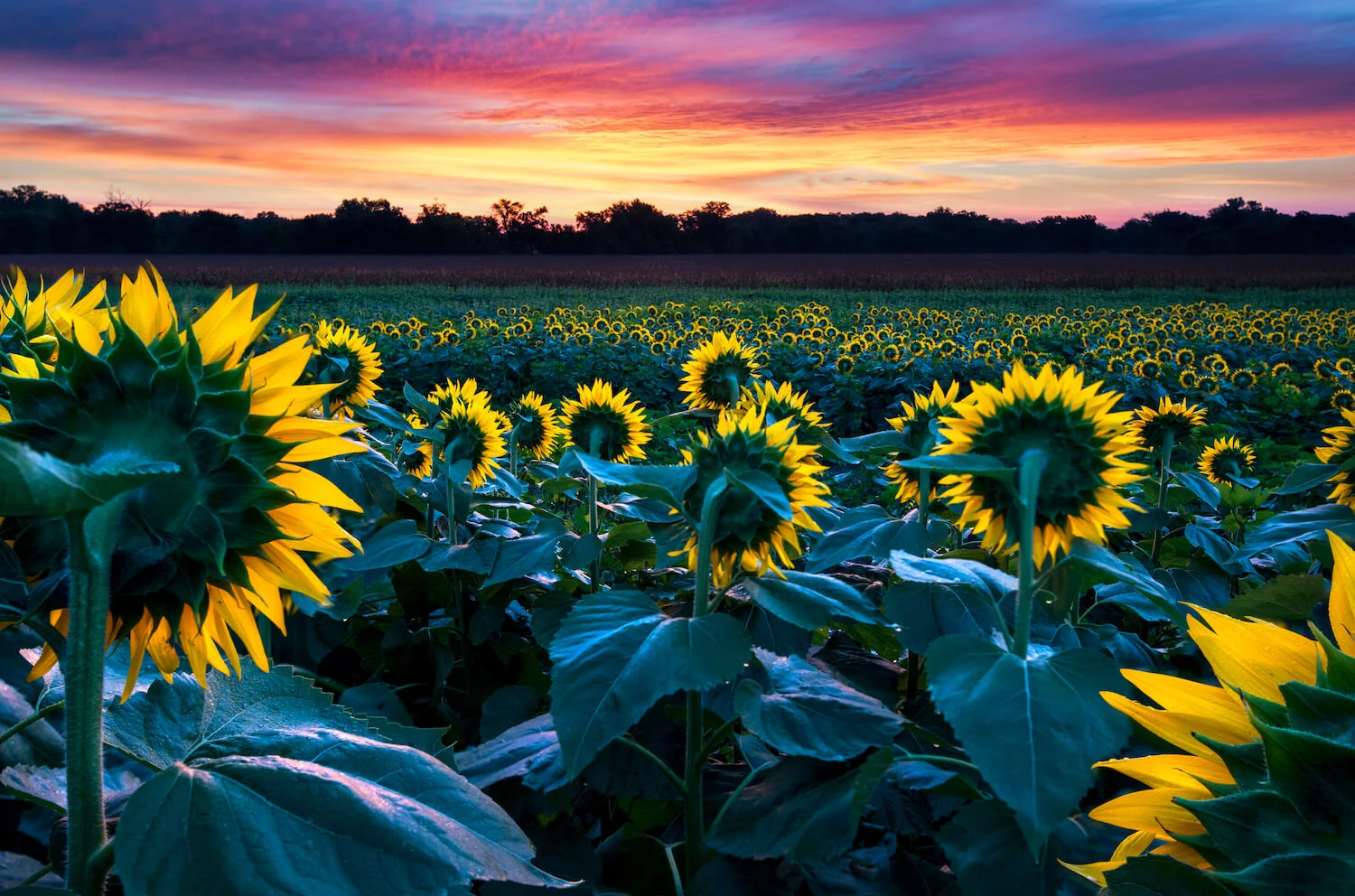 sunflower2699.jpg