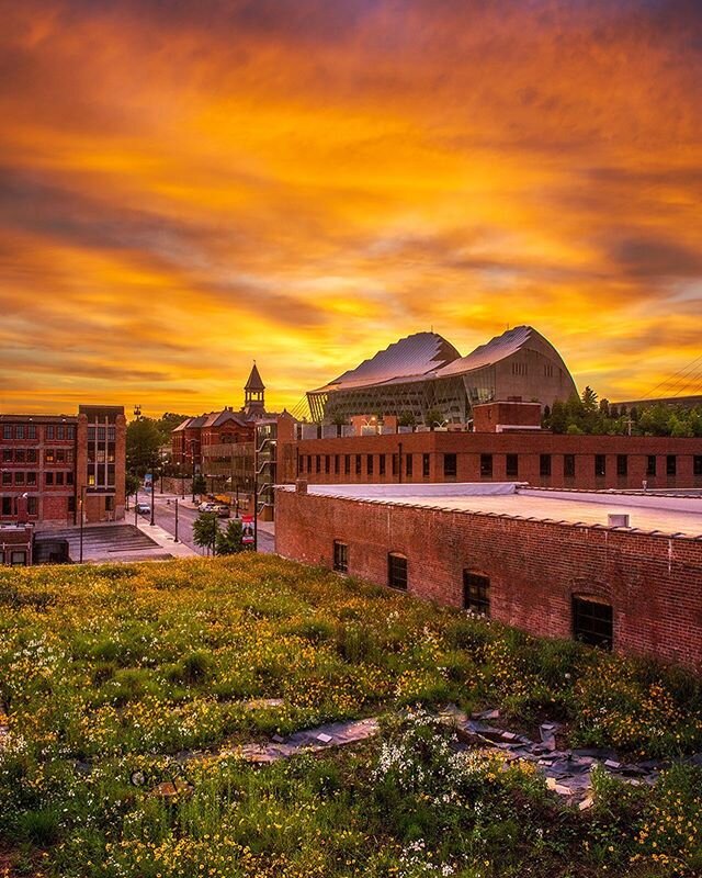 Rooftop wildflowers and fiery skies following yesterday&rsquo;s flooding rainfall.