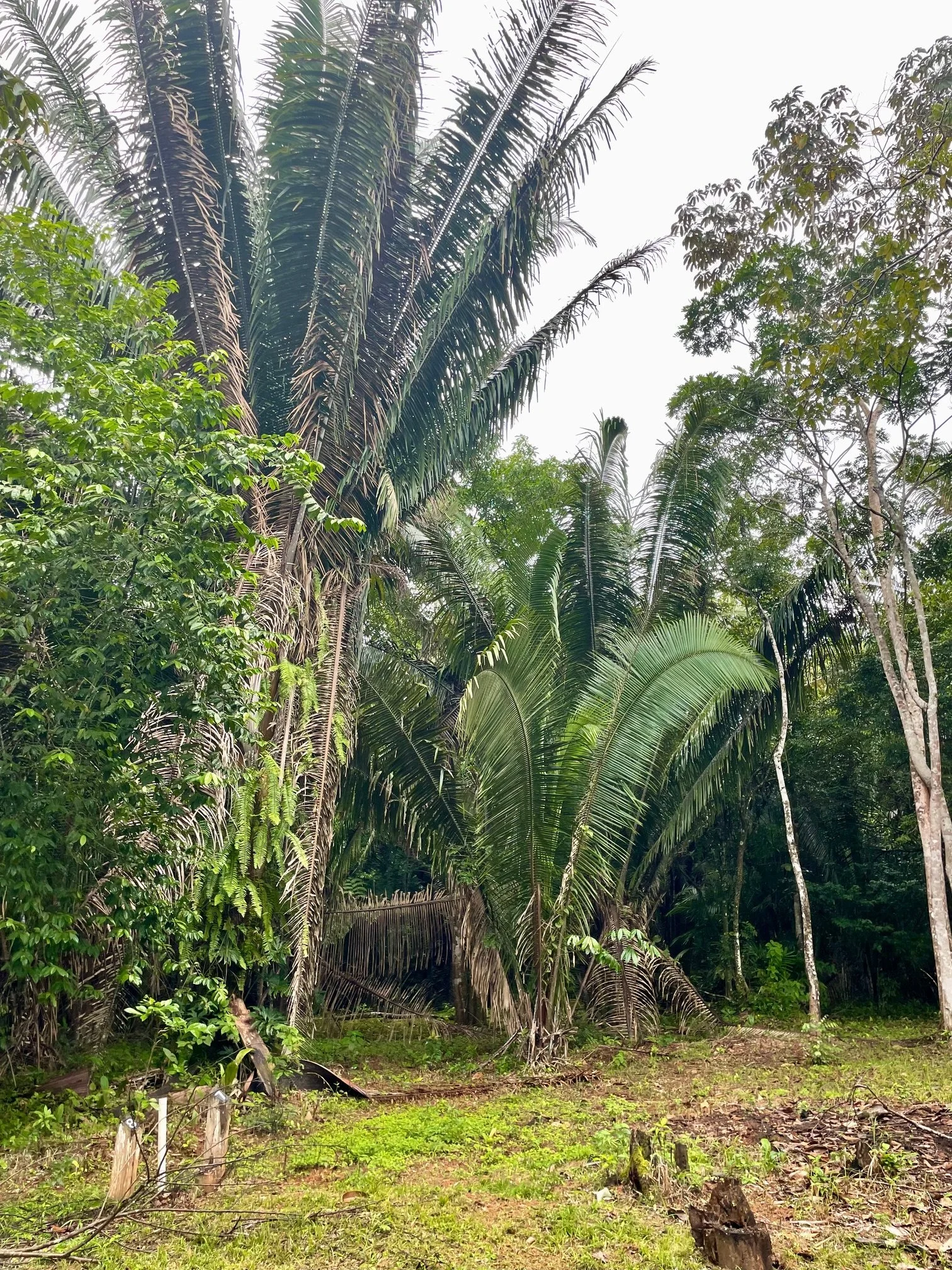 lot7,2.jpg