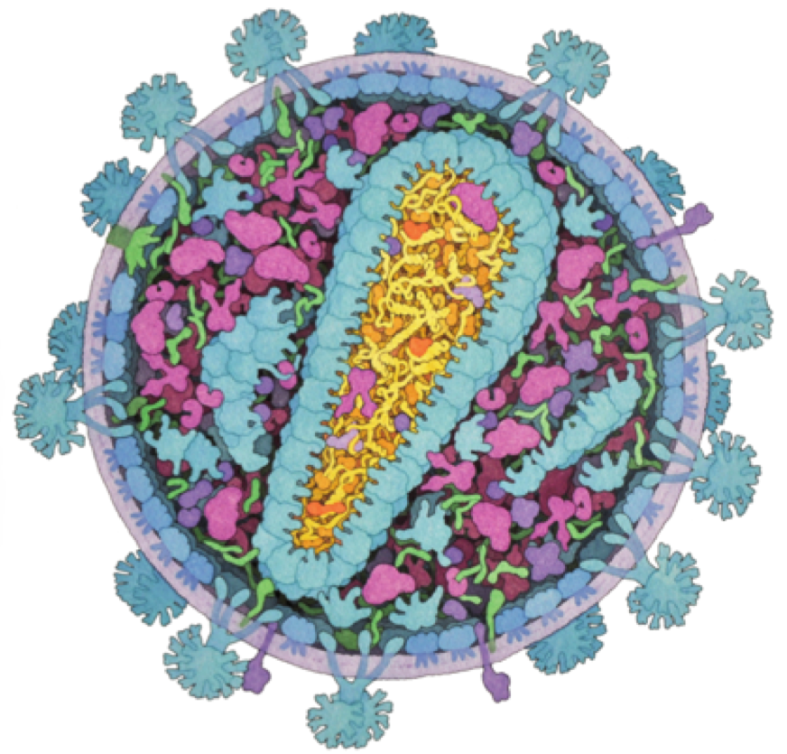 HIV-1.png
