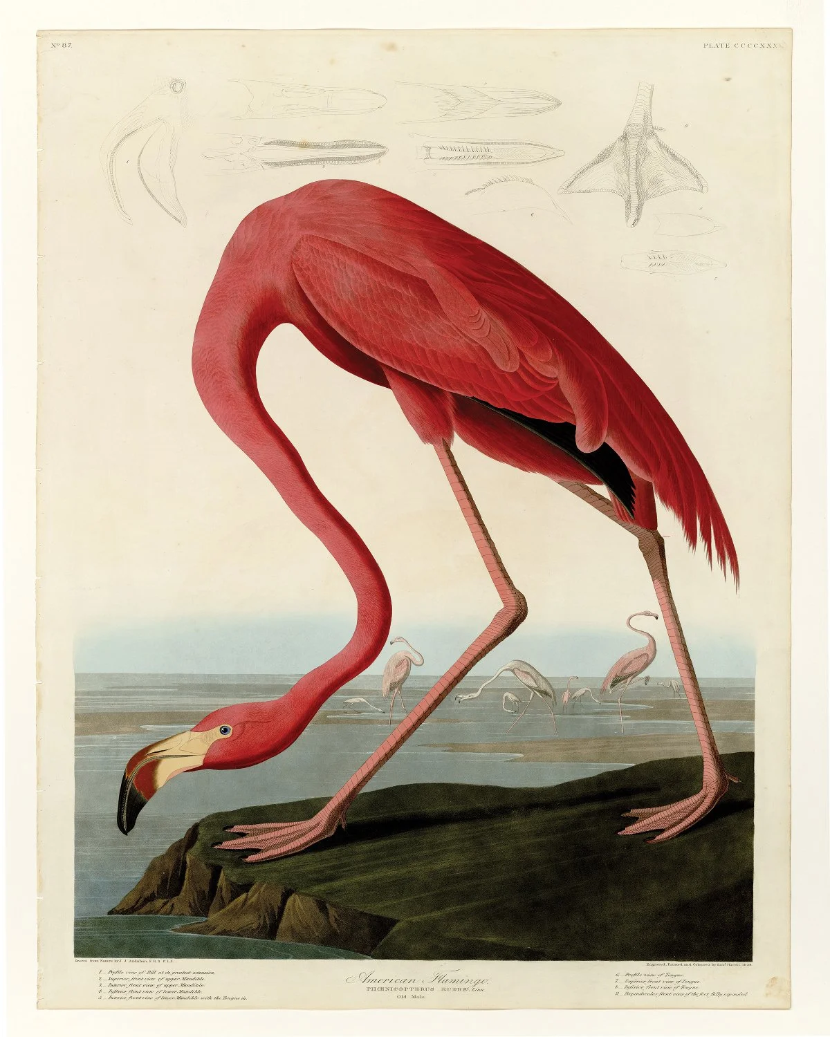 FlamingoAmerican_16x20.jpg