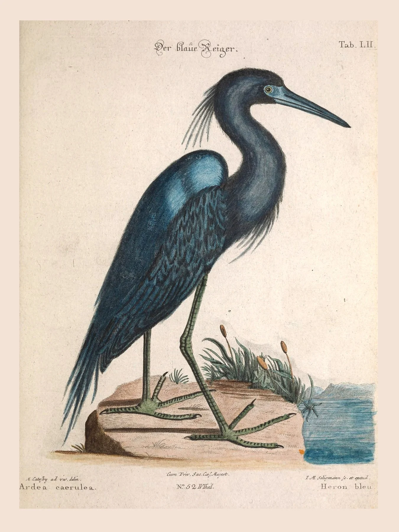 BlueHeron_18x24.jpg