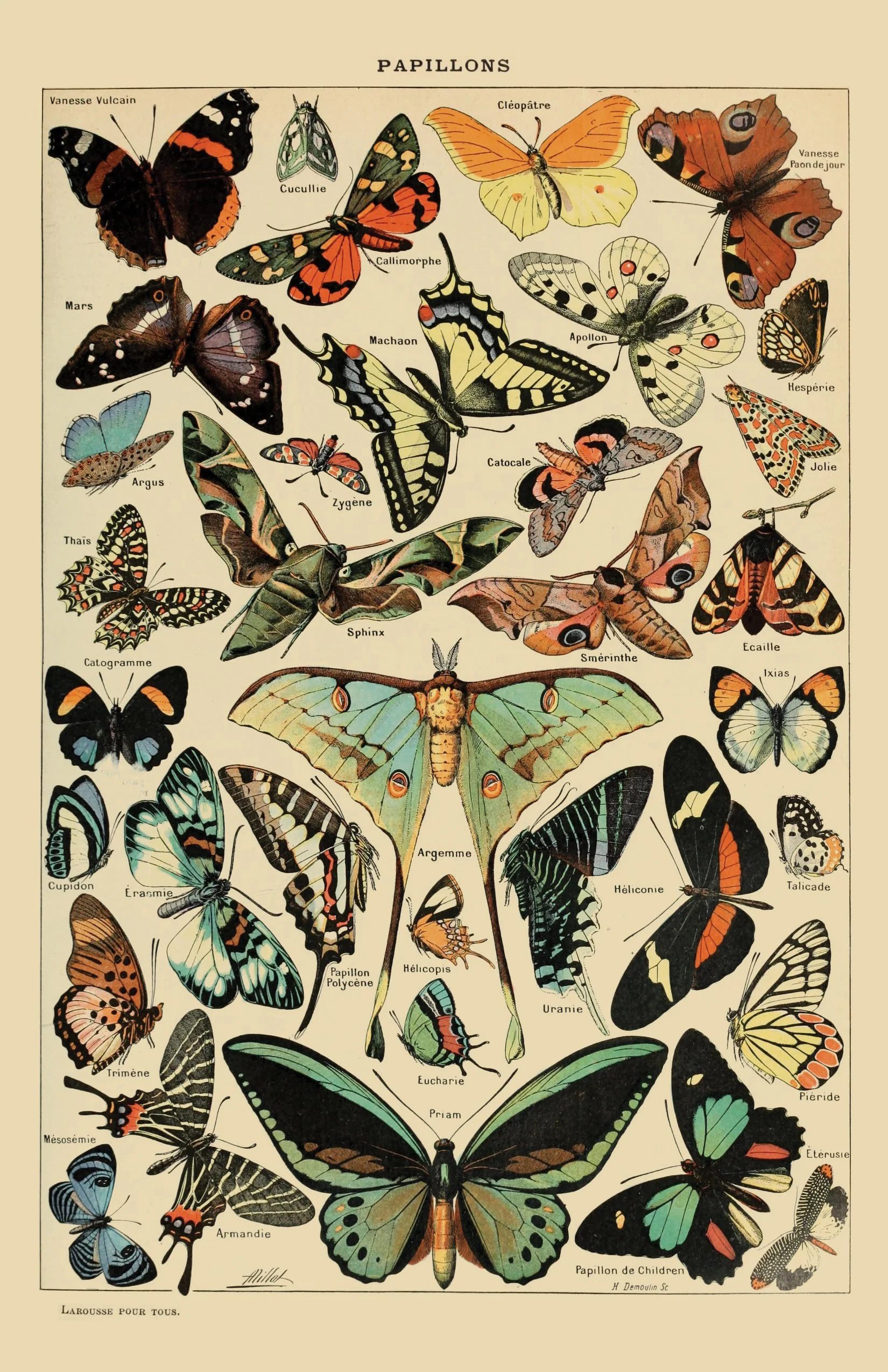 butterflies2.jpg