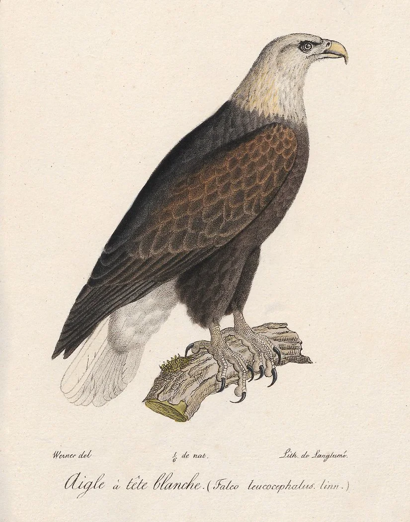 BaldEagle.jpg