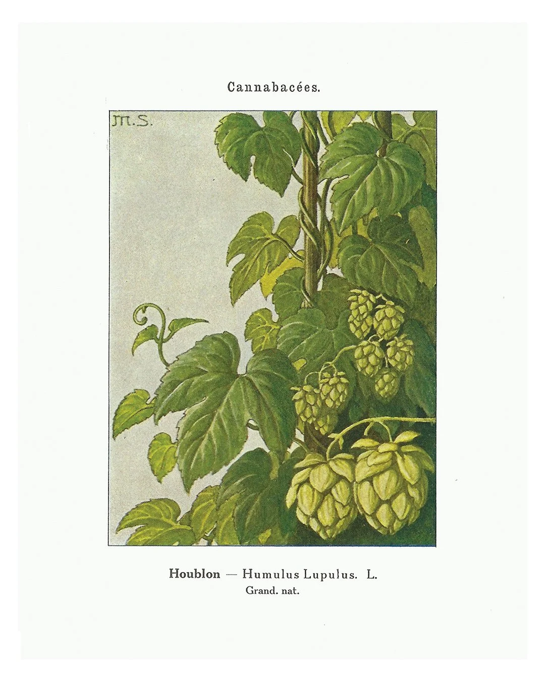Vintage Hops Illustration Print