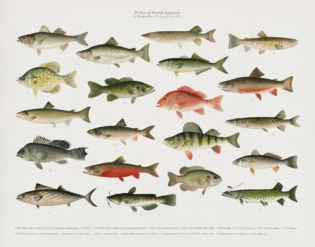 FishNorthAmerica.jpg