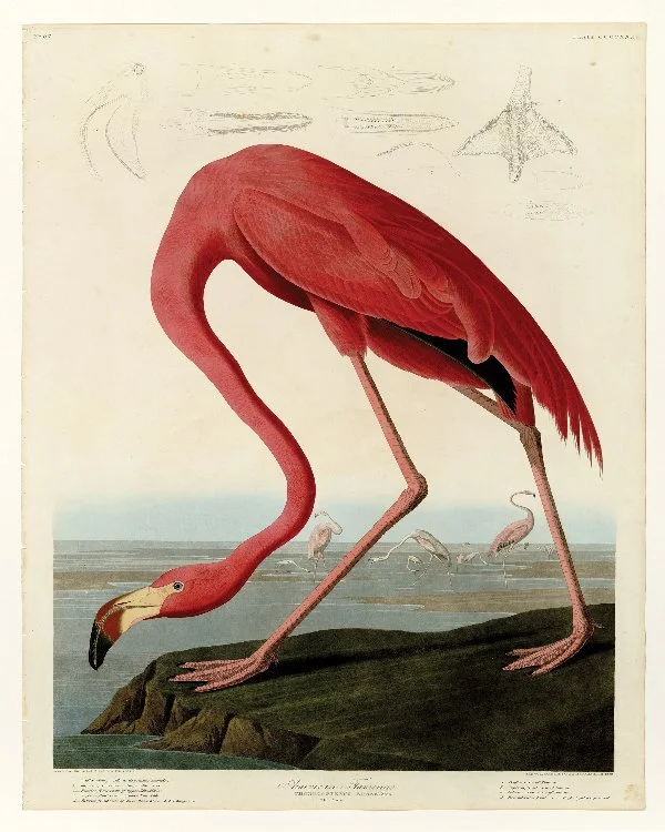 FlamingoAmerican_8x10.jpg