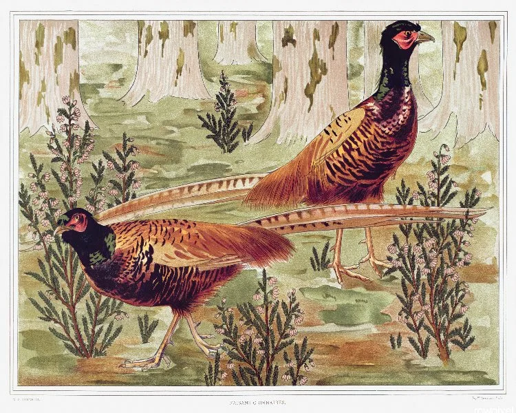 Pheasants_8x10b.jpg