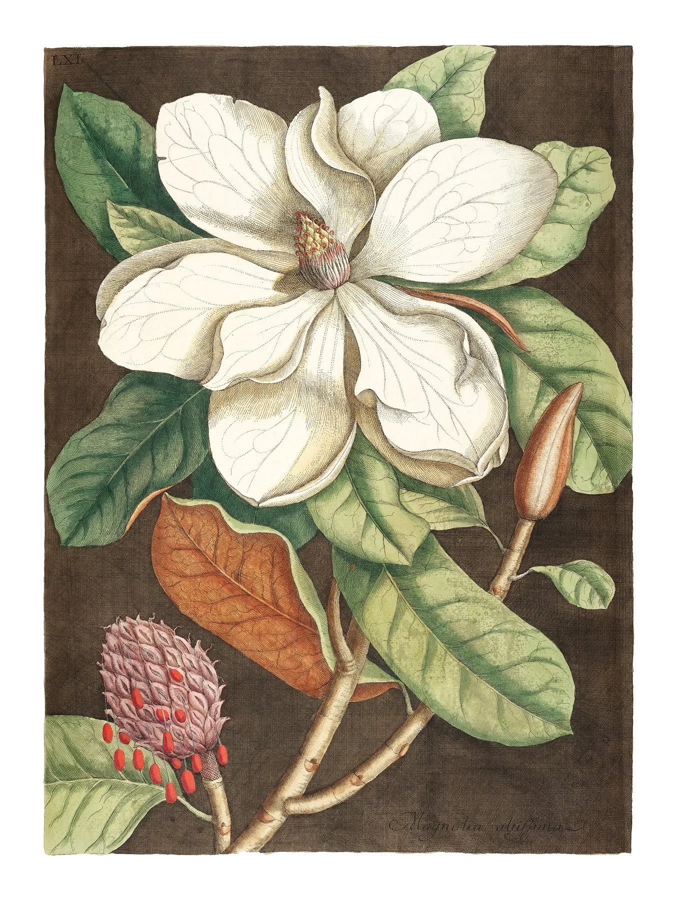 Magnolia_18x24.jpg