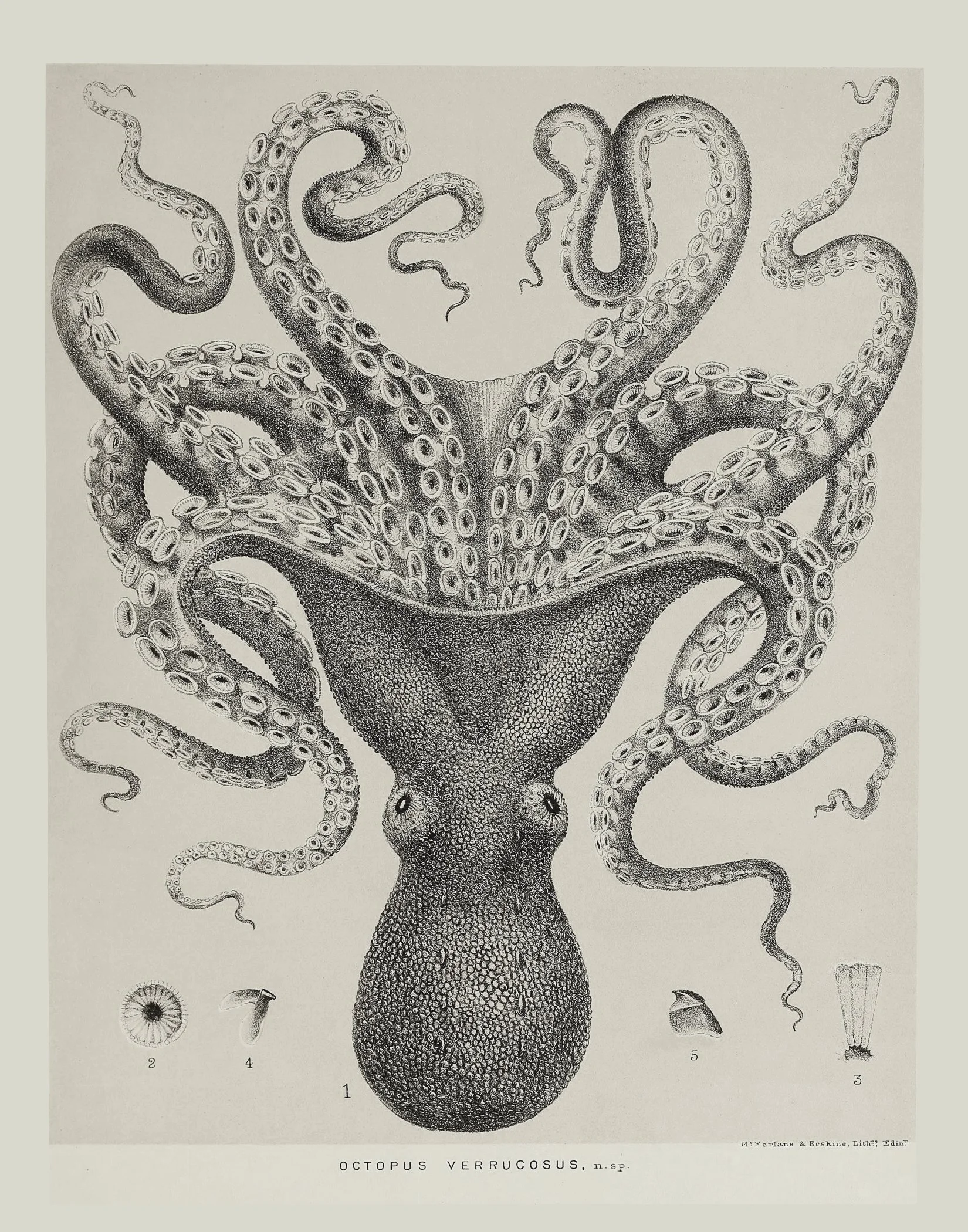 octopus.jpg