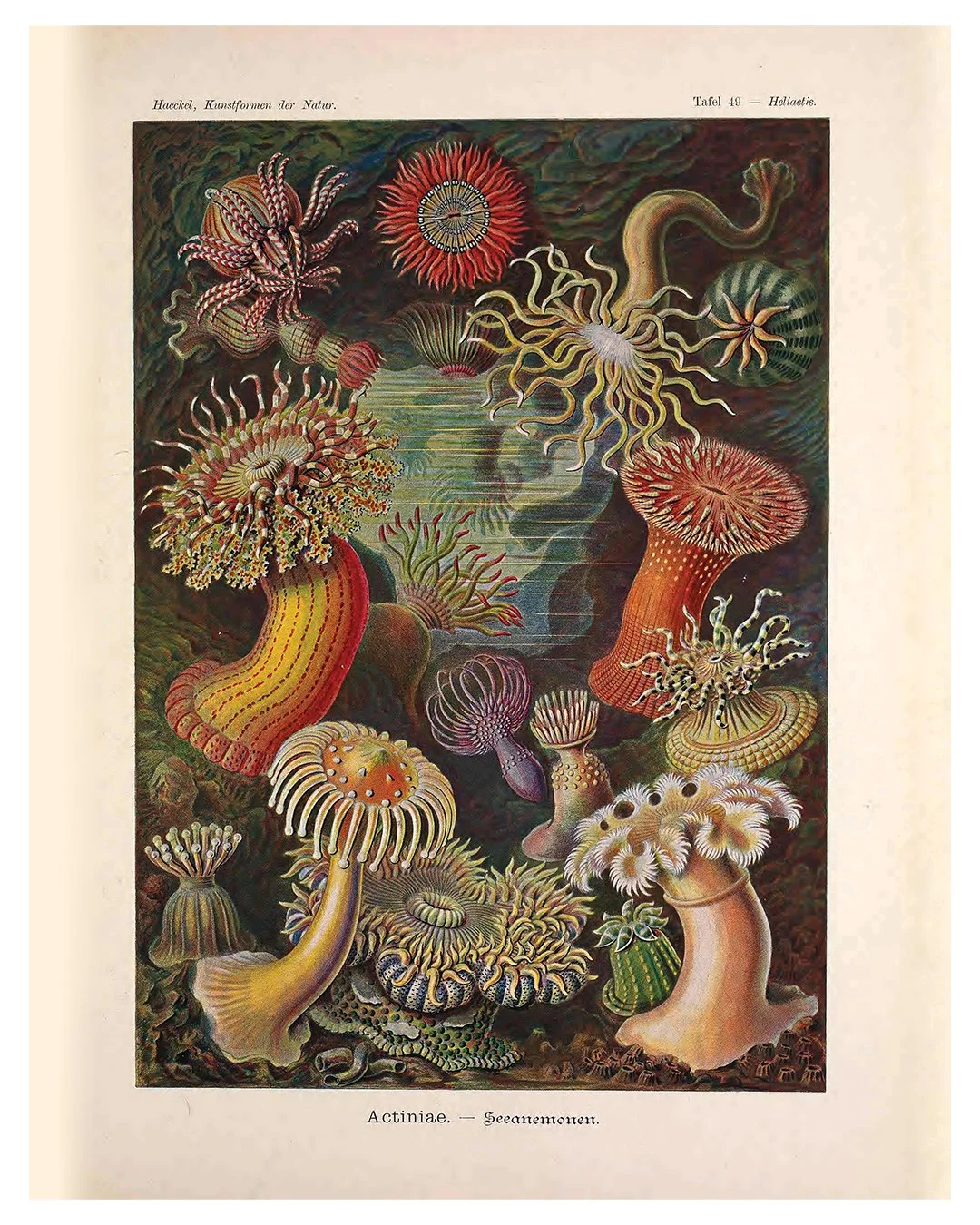 anemones.jpg