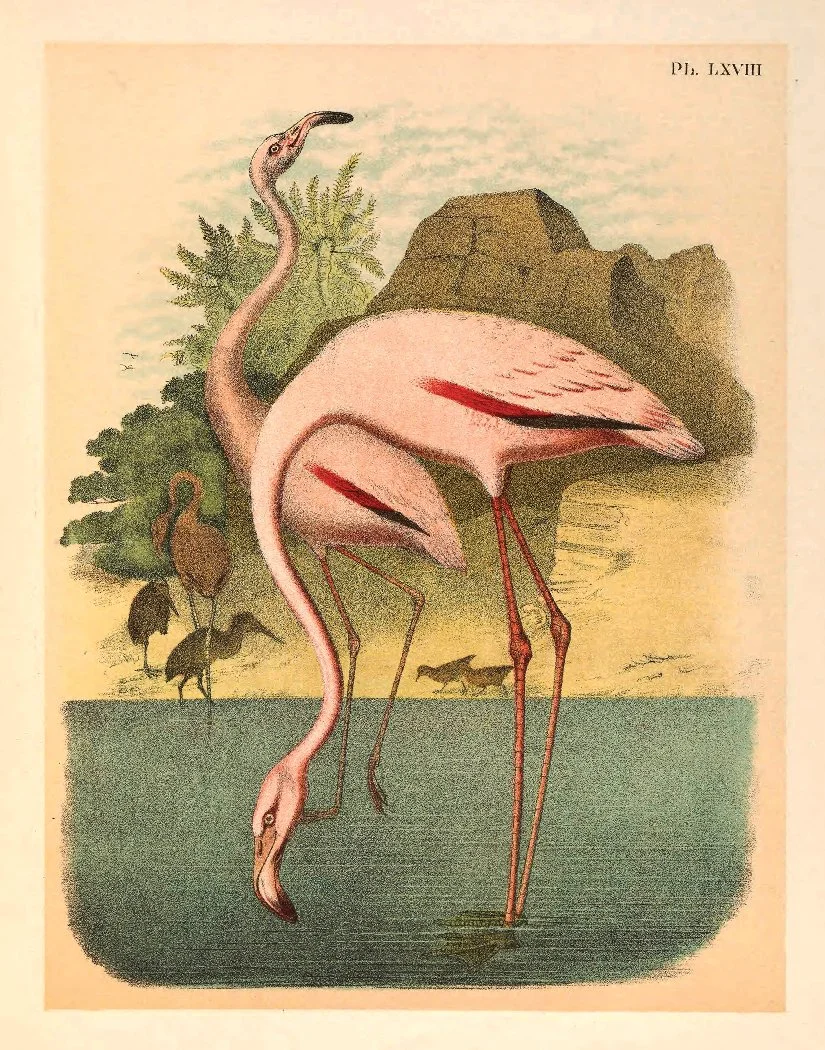 Flamingos.jpg