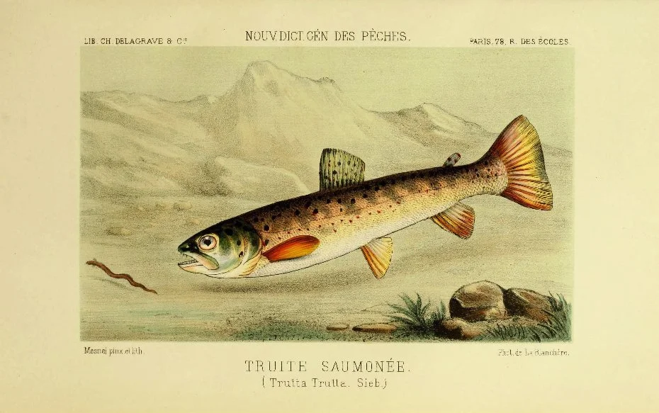 TroutSingle_11x17.jpg