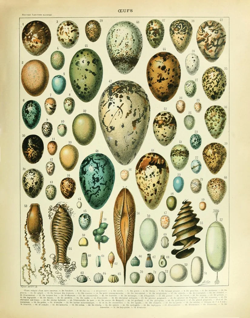 Eggs_11x14.jpg