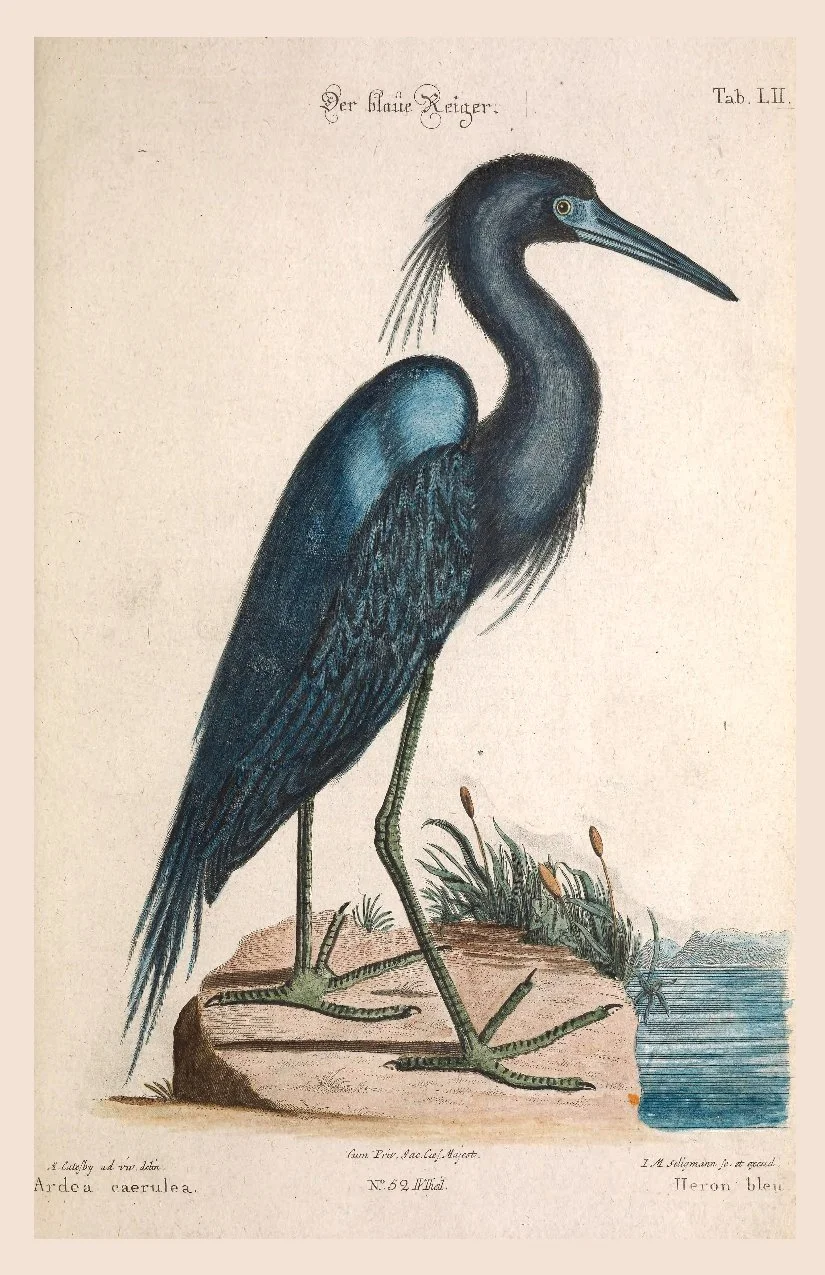 BlueHeron.jpg