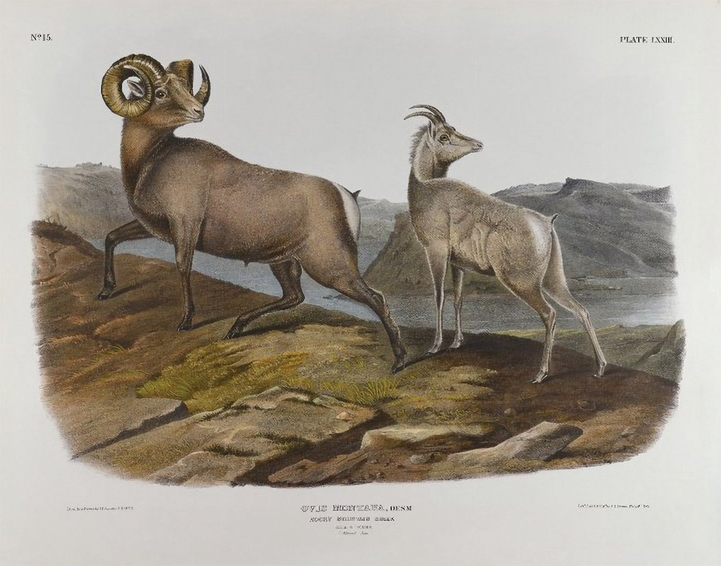 BigHornSheep.jpg