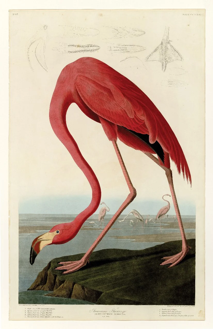 FlamingoAmerican.jpg