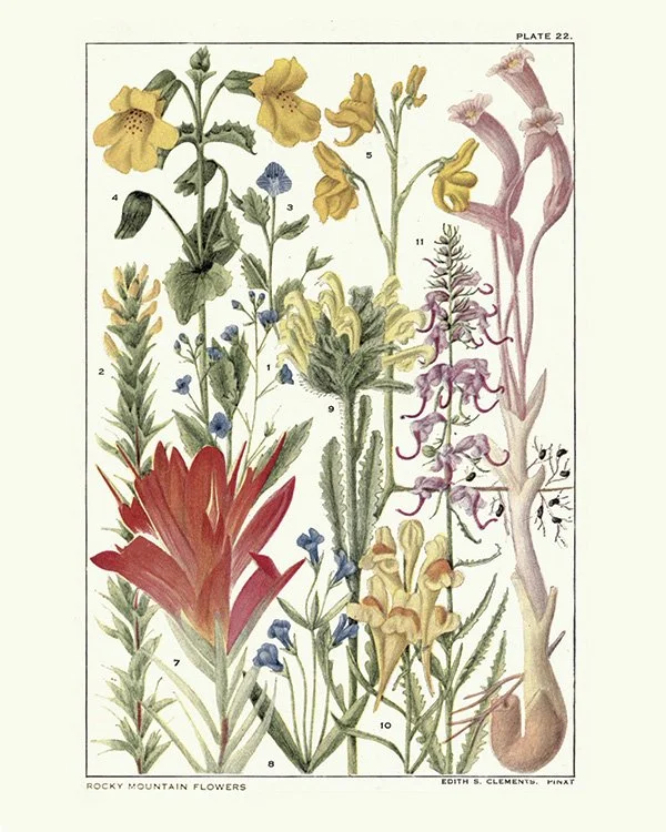 Rocky_Mountain_Flowers.jpg