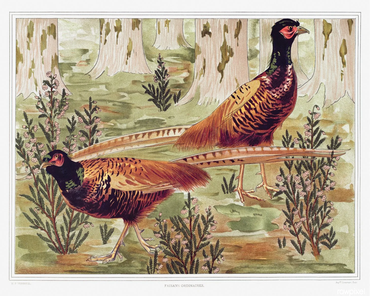 Pheasants_16x20.jpg