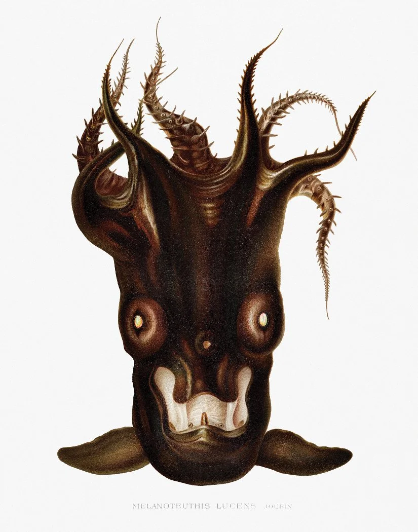 VampireSquid.jpg