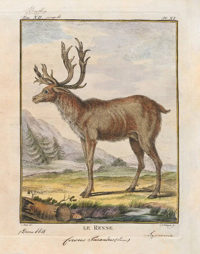 ReindeerLeRenne_11x14.jpg