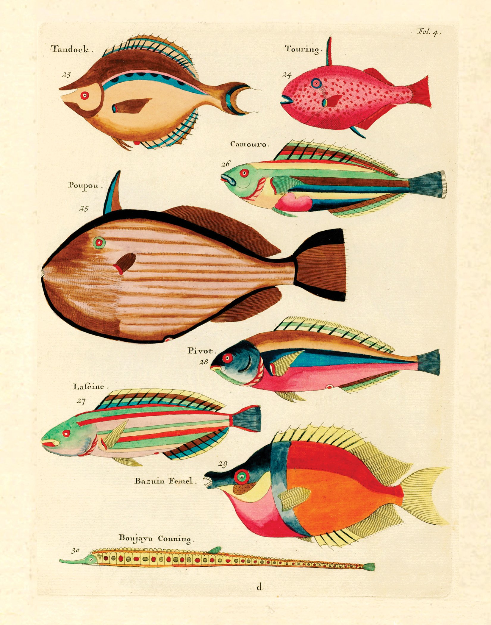 fish.jpg