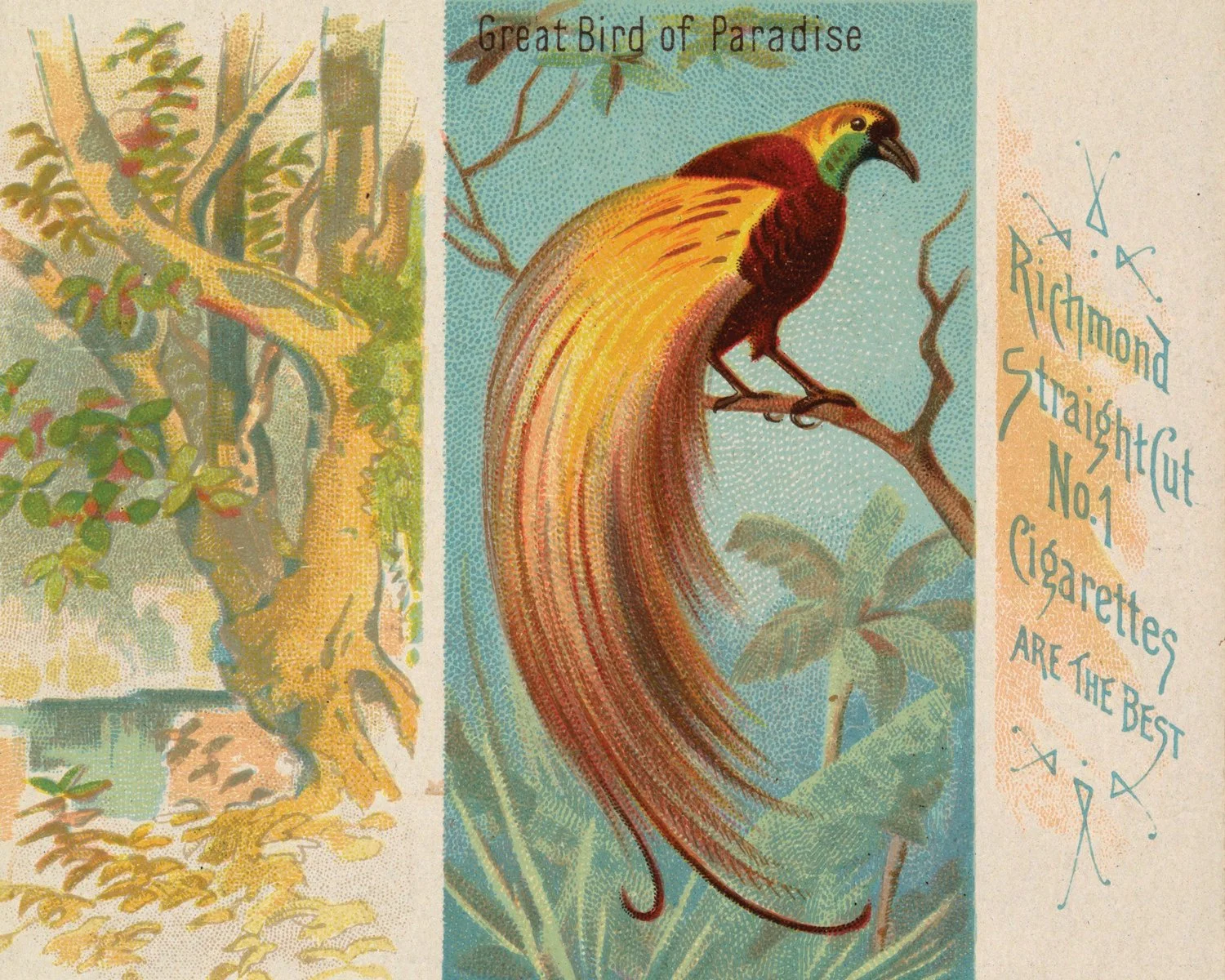 cigarette-bird.jpg